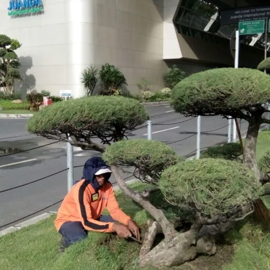 Services Jasa Bidang Perawatan Landscape 3 img_20161025_wa0012